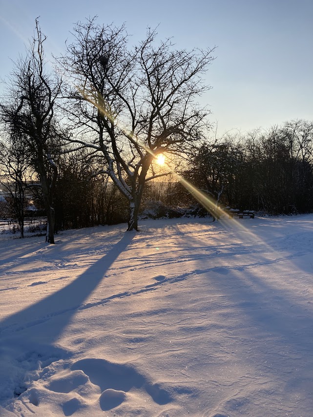 Ein Baum steht im Schnee und die Sonne scheint hindurch